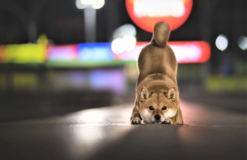 Shiba Inu Speculators Could Learn This Lesson from Dogecoin