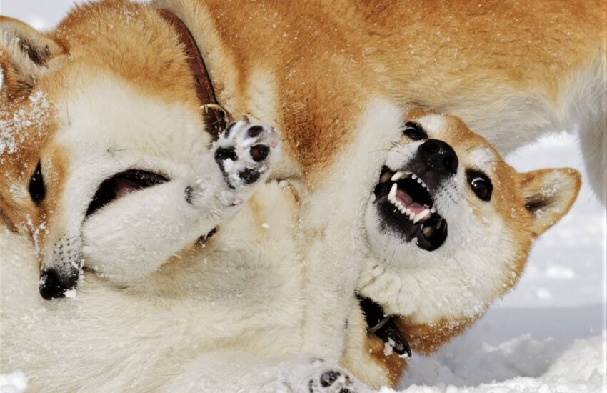 Other Dog (and Cat)-Themed Coins Pump as Shiba Inu and Dogecoin Keep Fighting