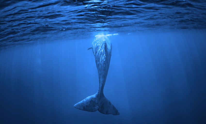 Cómo votó The Juno Network DAO para revocar los tokens de una ballena