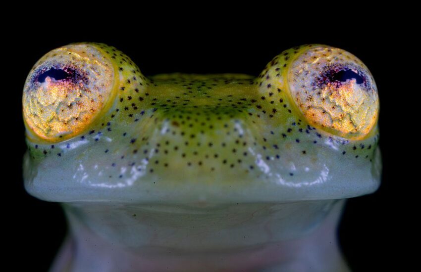 Glass Frog: New Species Named After DAO That Funds Conservation