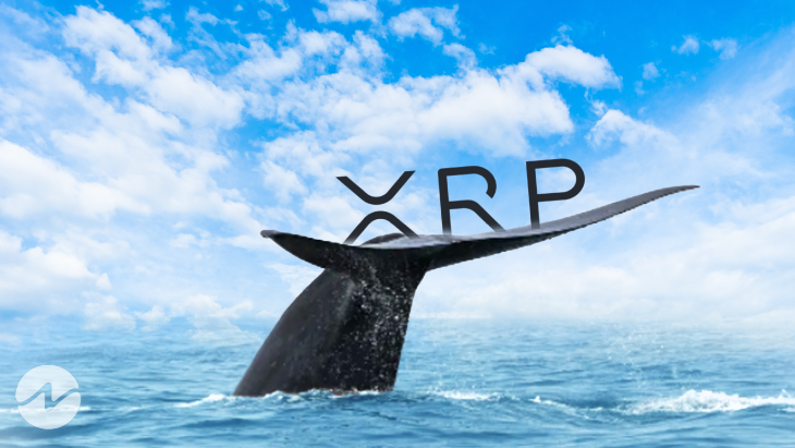 Will Ripple Surge After Whales Shifting 90 Million XRP?
