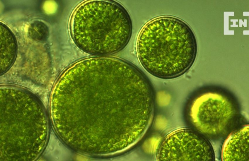 Algaecoin: Token Aims to Raise Funds for Algae Biomass Protein Farms