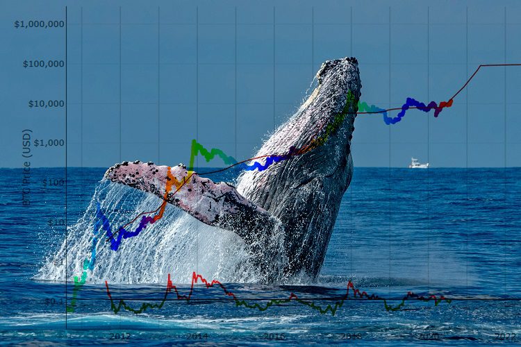 Crypto Whales está acumulando estas altcoins antes de 2023: este es el motivo