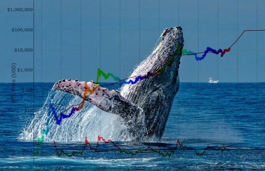 Las ballenas criptográficas dicen que estas altcoins están preparadas para un crecimiento explosivo: este es el motivo