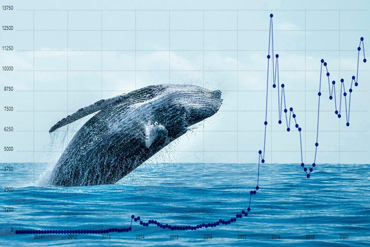 Las ballenas criptográficas están acumulando estas altcoins poco conocidas: este es el motivo