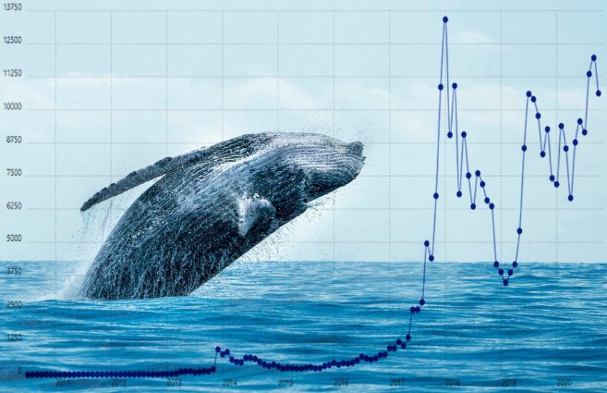 Las Crypto Whales están agregando estas criptomonedas a sus tenencias: este es el motivo