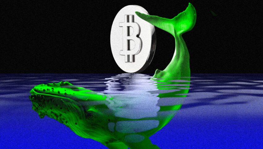Bitcoin Whale Counts in Decline as Asset Distribution Continues