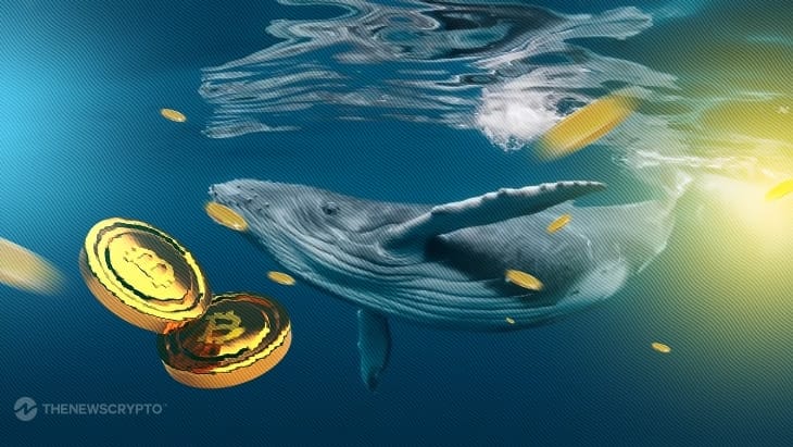 Bitcoin Whales Move BTC to Binance; Dump Incoming?