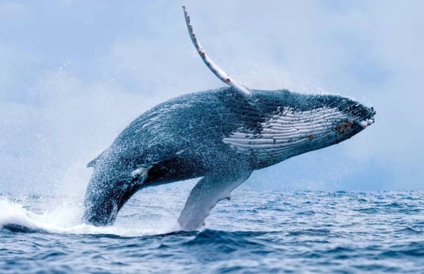 El comercio de ballenas aumenta la tasa de Tellor (TRB) en un 360% durante el mes - CoinLive