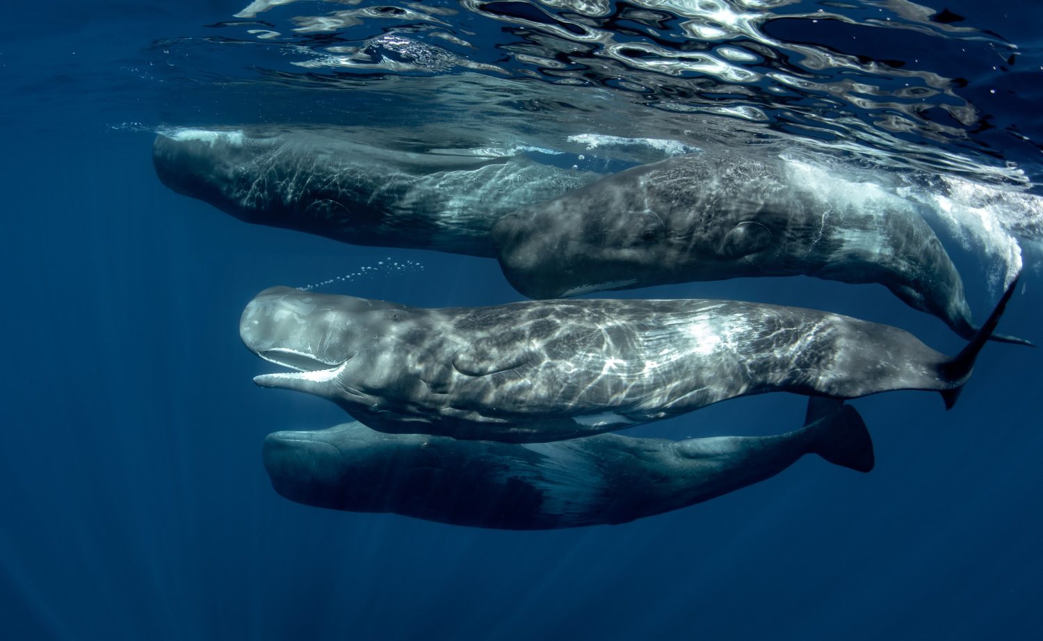 Un grupo de ballenas nadando bajo el agua.