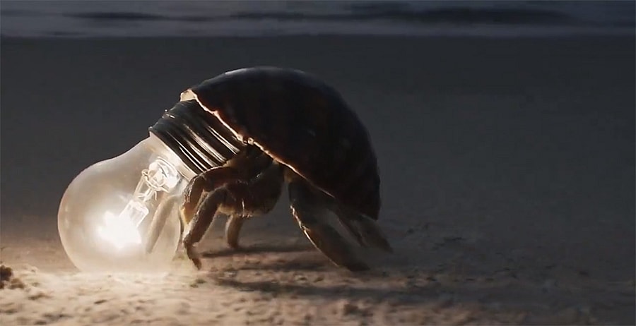 Sora AI animation of a crab-like creature walking on a beach with a light bulb on its rear end.