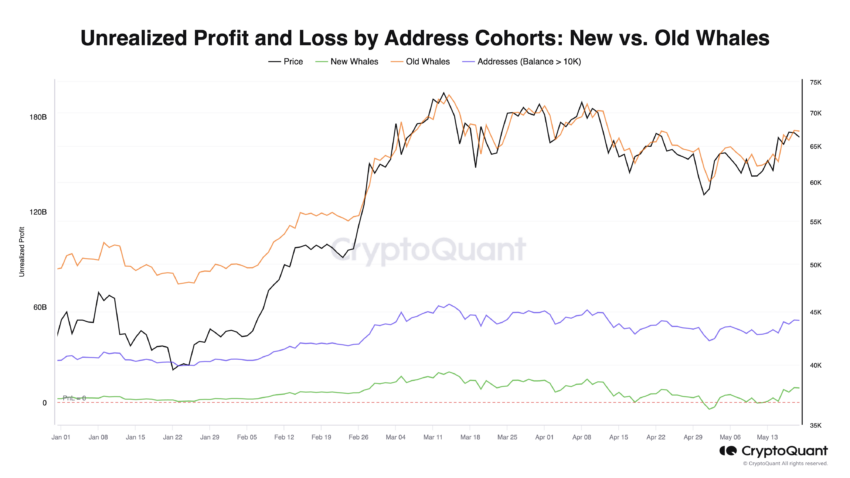 PnL no realizado para cohortes de direcciones: CryptoQuant