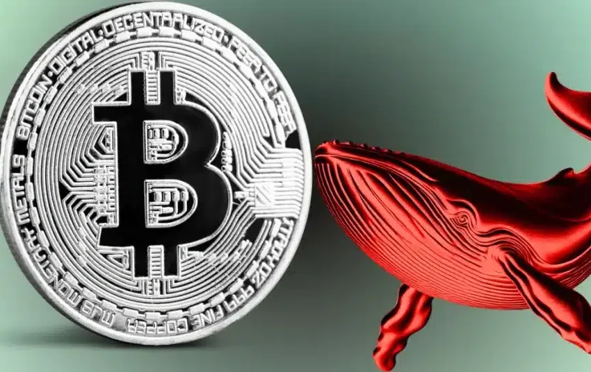 Bitcoin Whales vs. Diamond Hands: Market’s Tug-of-War Continues!