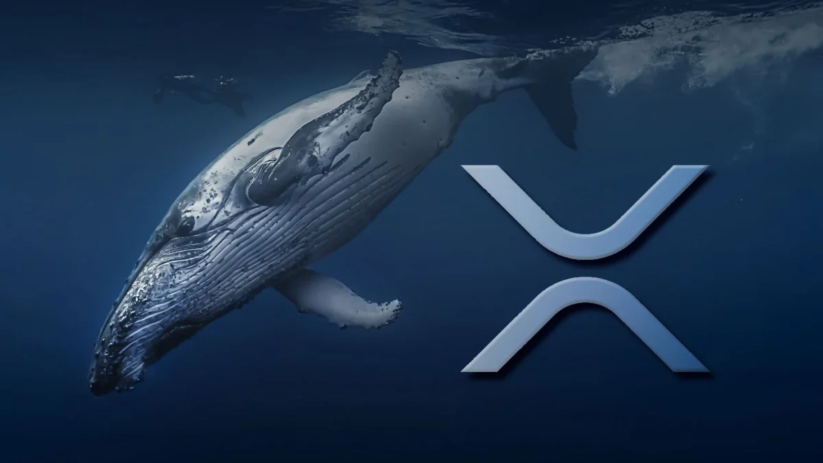 ¡Las ballenas acuden en masa hacia Ripple (XRP)! ¿Hacia dónde se dirige el precio?